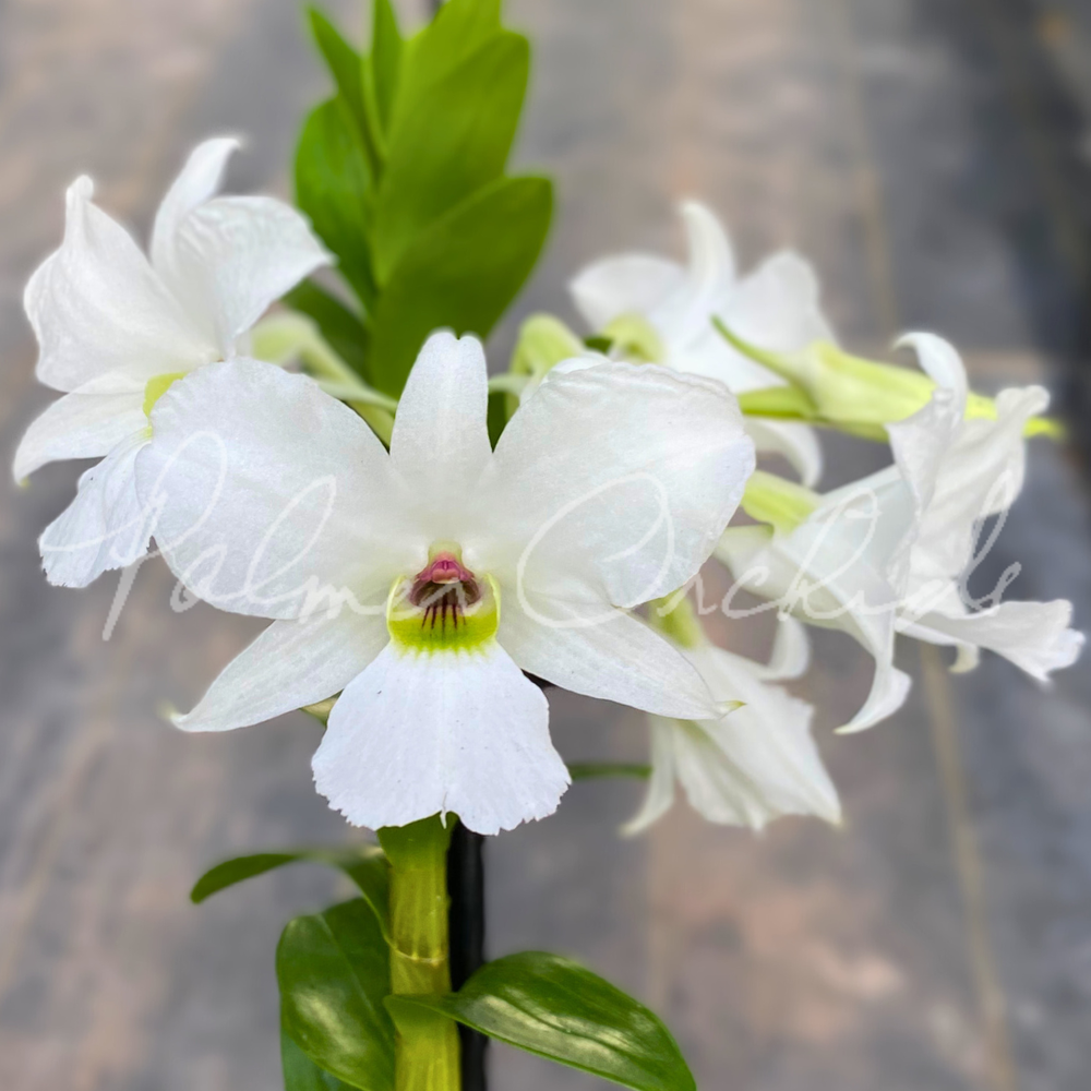 Dendrobium sanderae — Palmer Orchids